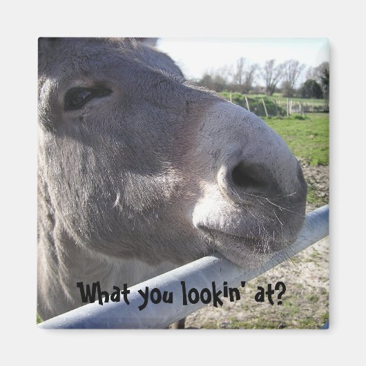 Donkey Magnet (Voorkant)