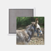 Donkey Magnet (Voorkant / Achterkant)