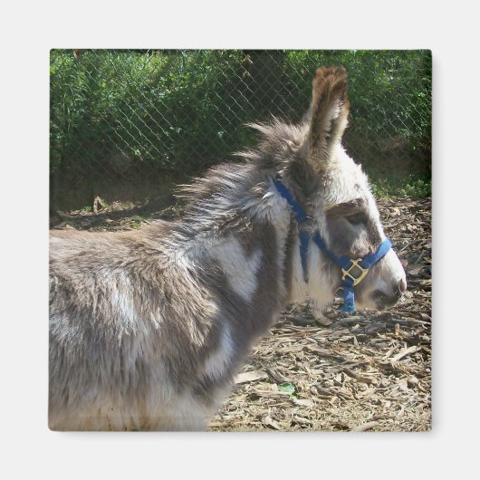 Donkey Magnet (Voorkant)