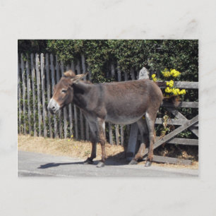 Donkey met gele bloemen briefkaart