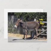 Donkey met gele bloemen briefkaart (Voorkant / Achterkant)
