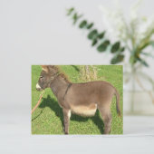 Donkey met gordel in nek briefkaart (Staand voorkant)