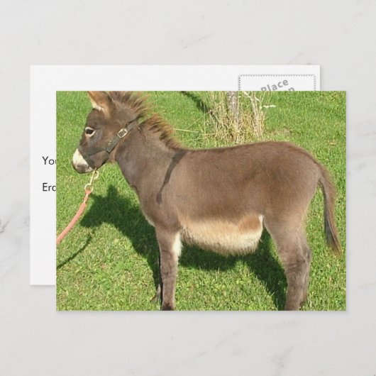 Donkey met gordel in nek briefkaart (Voorkant / Achterkant)