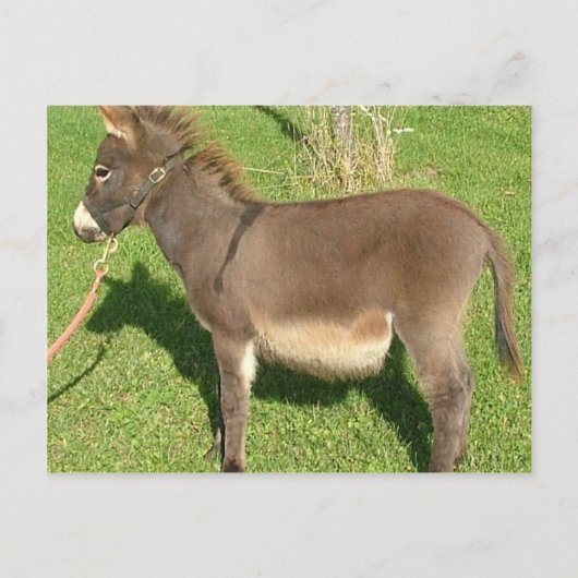 Donkey met gordel in nek briefkaart (Voorkant)