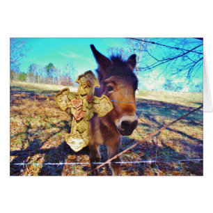 Donkey met Roos Cross