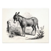  Donkey op maat gepersonaliseerde Retro Donkeys Foto Afdruk (Voorkant)