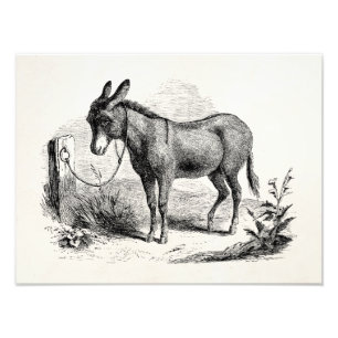 Donkey op maat gepersonaliseerde Retro Donkeys Foto Afdruk