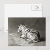 Donkey op Rest Briefkaart (Voorkant / Achterkant)