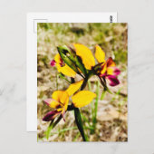 Donkey Orchids Briefkaart (Voorkant / Achterkant)