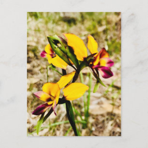 Donkey Orchids Briefkaart
