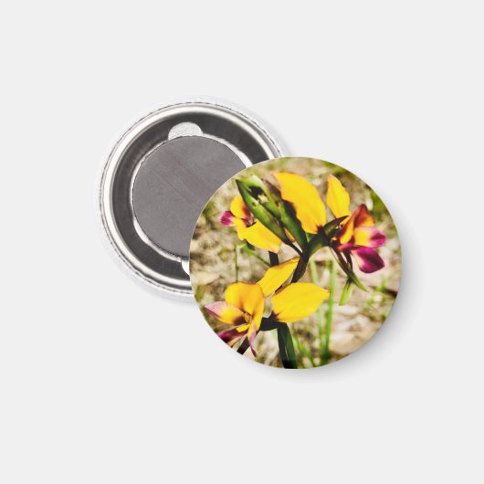 Donkey Orchids Magneet (Voorkant / Achterkant)