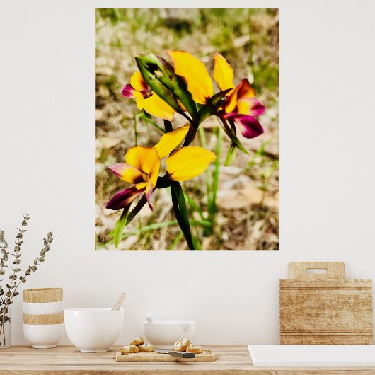 Donkey Orchids Poster (Keuken)