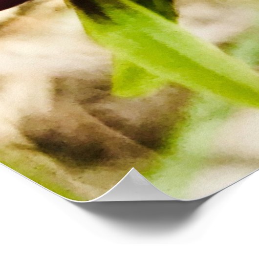 Donkey Orchids Poster (Hoek)