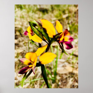Donkey Orchids Poster