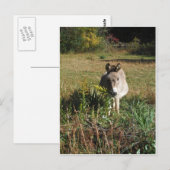 Donkey Picking Yellow Autumn Wildbloemen Briefkaart (Voorkant / Achterkant)