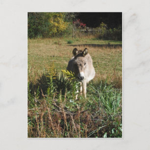 Donkey Picking Yellow Autumn Wildbloemen Briefkaart