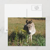 Donkey Picking Yellow Autumn Wildbloemen Briefkaart (Voorkant / Achterkant)