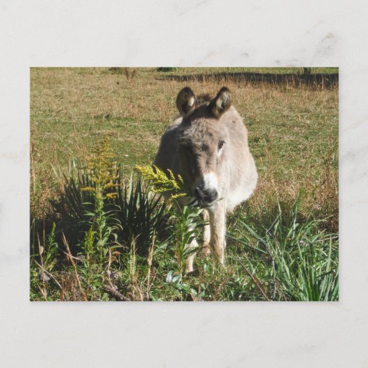 Donkey Picking Yellow Autumn Wildbloemen Briefkaart (Voorkant)
