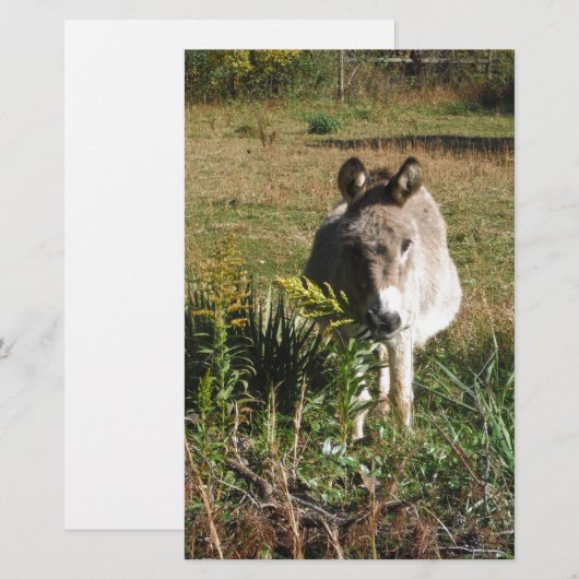 Donkey Picking Yellow Autumn Wildbloemen Briefpapier (Voorkant / Achterkant)