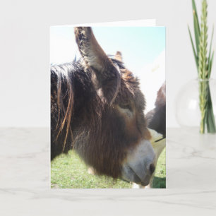 Donkey Portrait Greeting Card Kaart