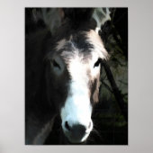 DONKEY POSTER (Voorkant)