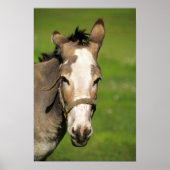 Donkey Poster (Voorkant)
