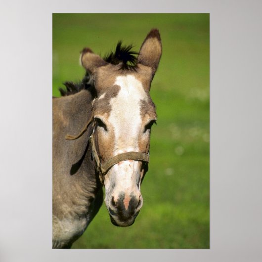 Donkey Poster (Voorkant)