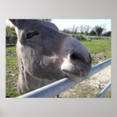 Donkey Poster (Voorkant)