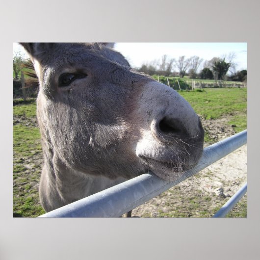 Donkey Poster (Voorkant)