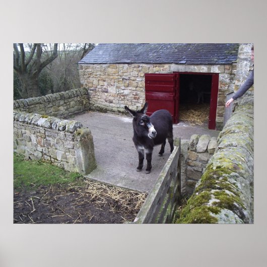 Donkey Print (Voorkant)