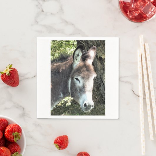 DONKEY SERVET (Insitu)