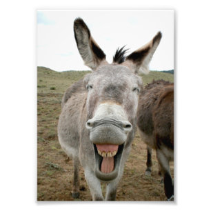 Donkey Smile Foto Afdruk