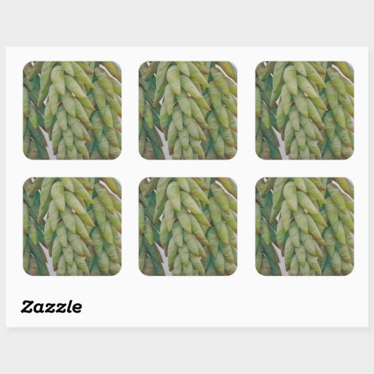 Donkey Tail Succulent Vierkante Sticker (Vel)