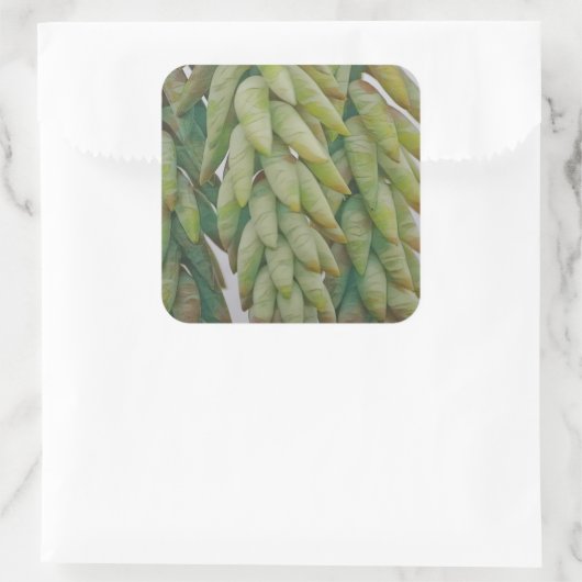 Donkey Tail Succulent Vierkante Sticker (Tas)