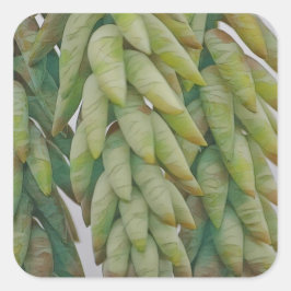 Donkey Tail Succulent Vierkante Sticker