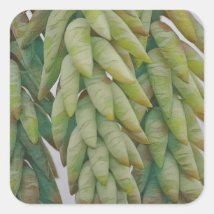 Donkey Tail Succulent Vierkante Sticker