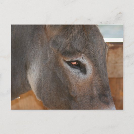 Donkey Thoughts Boerderij Dierfoto Briefkaart (Voorkant)