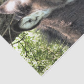 DONKEY TISSUEPAPIER (Detail)