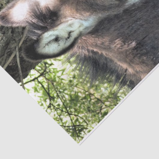 DONKEY TISSUEPAPIER (Detail)