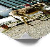 Donkey Town Oatman Arizona Poster (Hoek)