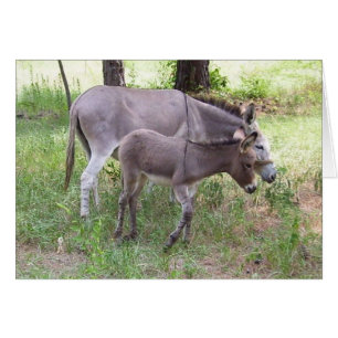 Donkey Zonkey Kaart