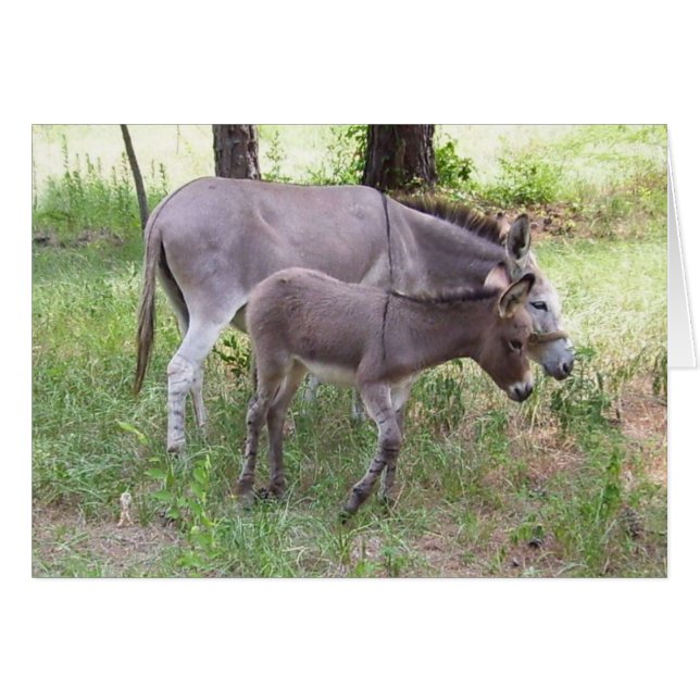 Donkey Zonkey Kaart (Voorkant Horizontaal)