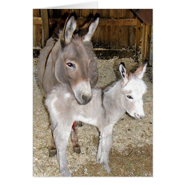 Donkeys (Voorkant)