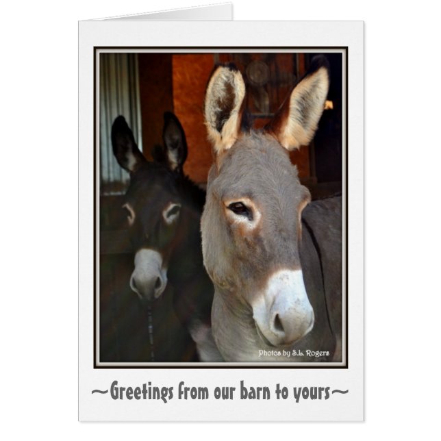 Donkeys (Voorkant)