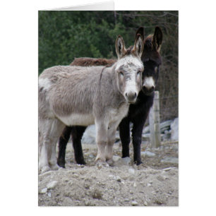 Donkeys