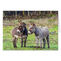 Donkeys