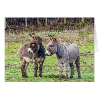 Donkeys