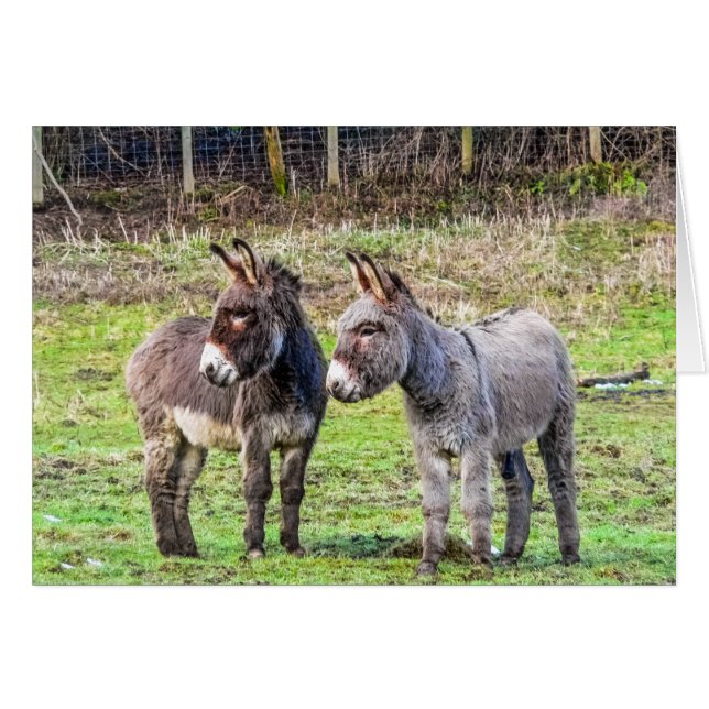 Donkeys (Voorkant Horizontaal)