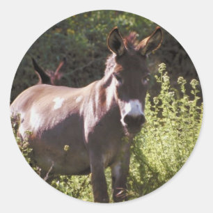 Donkeys bij pasta ronde sticker