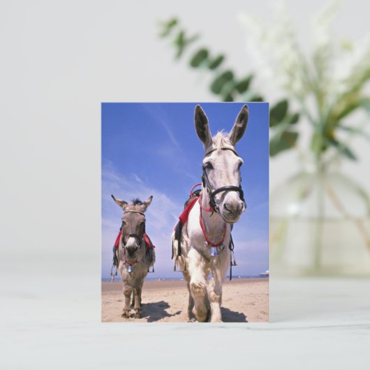Donkeys, Blackpool Beach, Engeland Briefkaart (Staand voorkant)